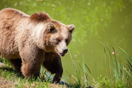 Suspendovana presuda za odstrel dva medvjeda koji su napali ljude u ...