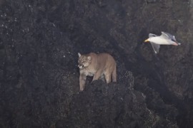 Plaža se zatvorila kada je puma poželjela da se sunča (VIDEO)