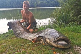 Dječak (13)  upecao grdosiju od 2,5 metara i 90 kilograma