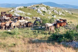 Livno i Bosansko Grahovo: Utočištu ptica, riba i divljih konja ...