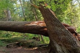 Oluja porušila "Kraljicu kupreških šuma"