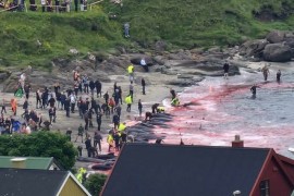 Skoro 100 kitova umire nakon masovnog nasukavanja na obalu (VIDEO)
