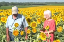 Posadio 1,2 miliona suncokreta kao iznenađenje supruzi za 50 godina ...