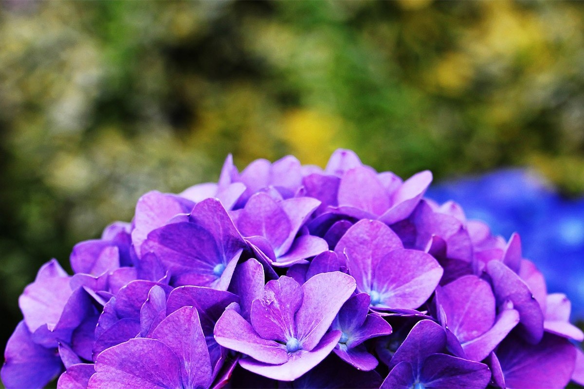 Biljke sa kojima treba biti pažljiv: Otrovne su i nalaze se oko nas