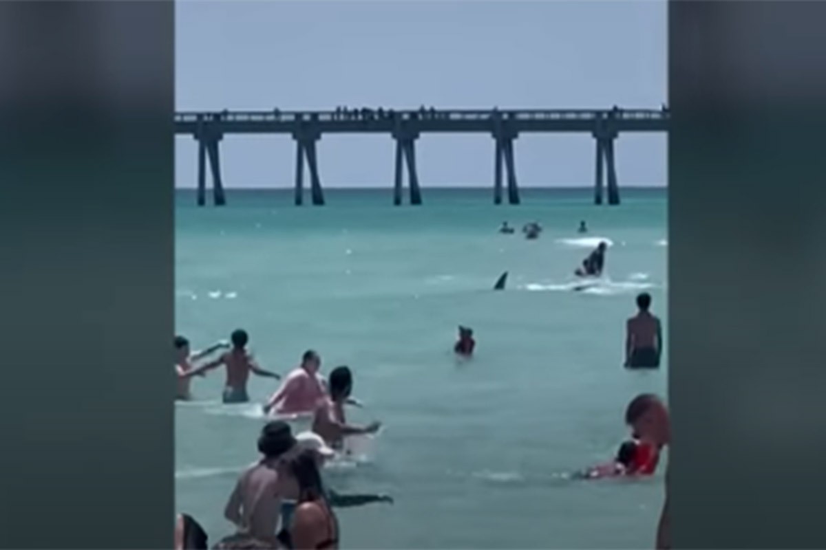 Ajkula došla do plićaka, kupači bježali u panici (VIDEO)