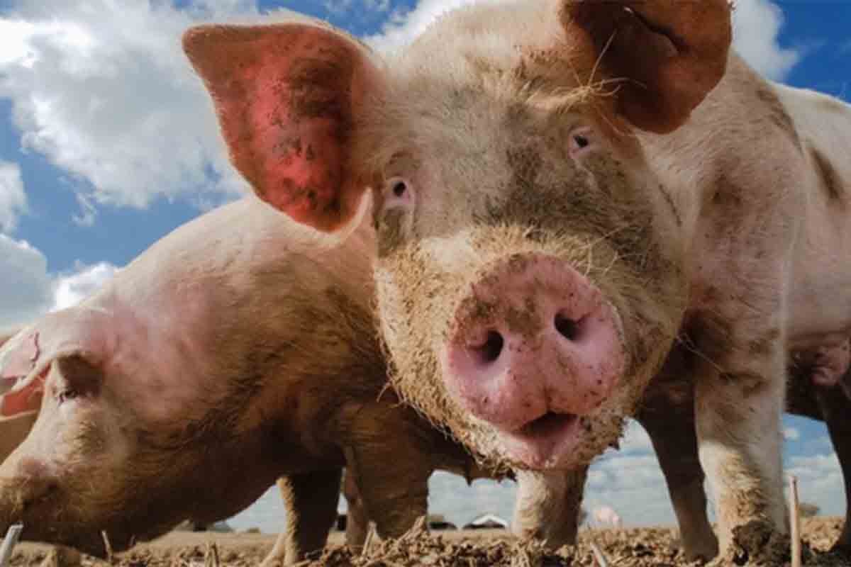 Afrička kuga svinja na 35 imanja, prvi slučaj u Brodsko-posavskoj županiji