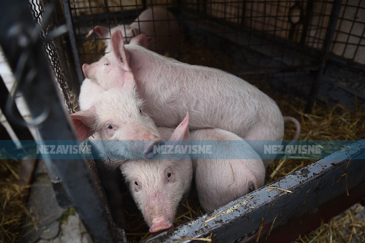 Košarac traži od Savjeta ministara milion KM za saniranje štete od afričke svinjske kuge