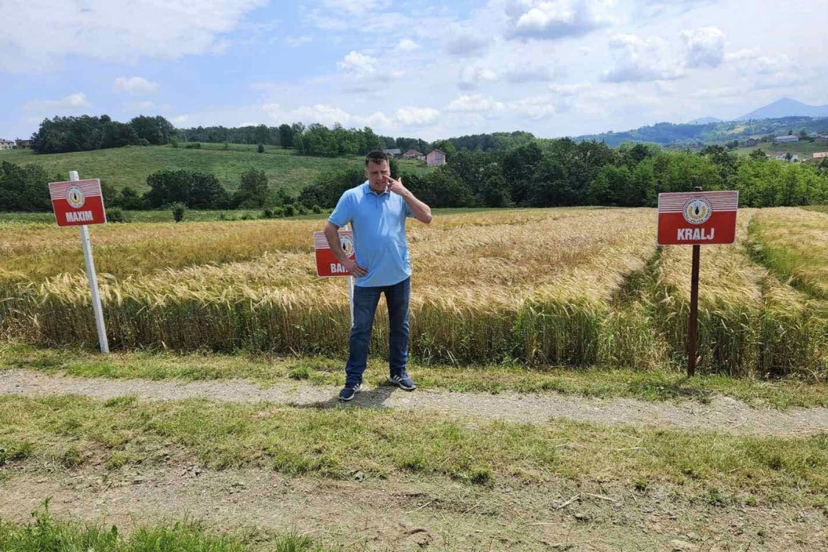 Situacija nikad teža, urod pšenice umanjen i do 70 odsto
