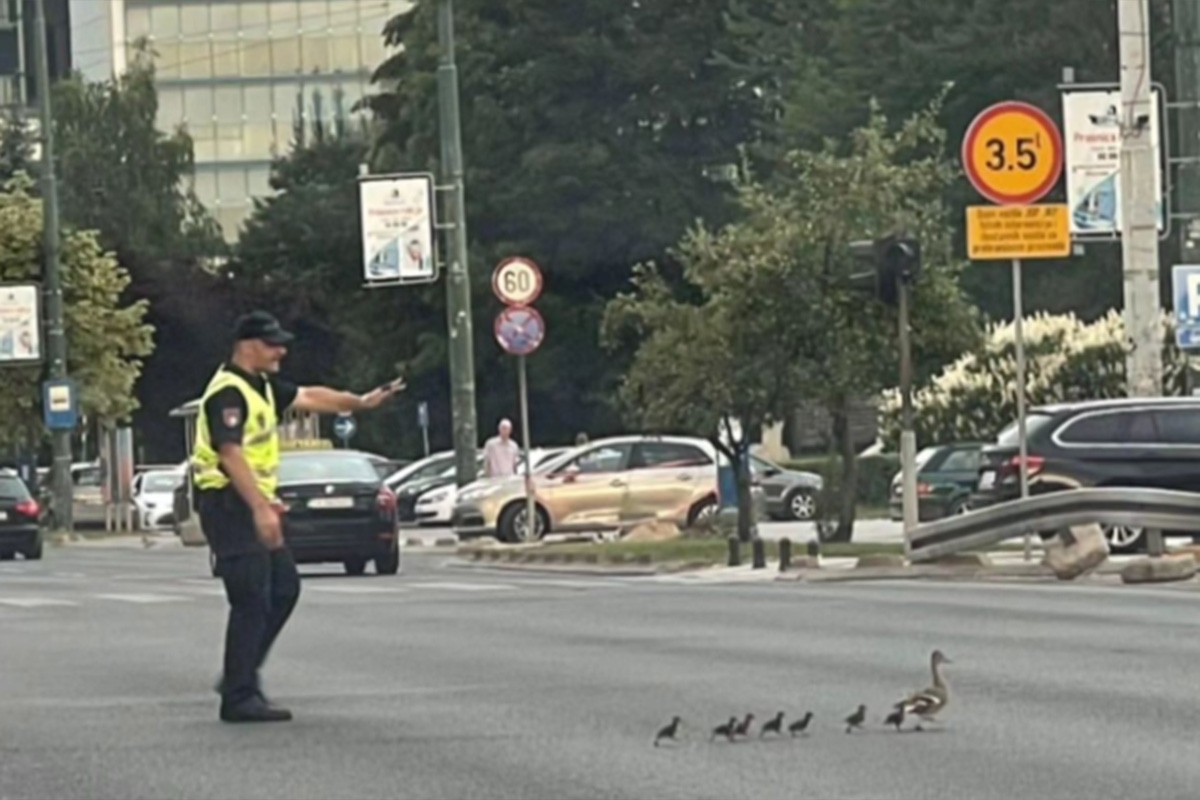 Policajac u Sarajevu zaustavio saobraćaj da prođu patka i pačići