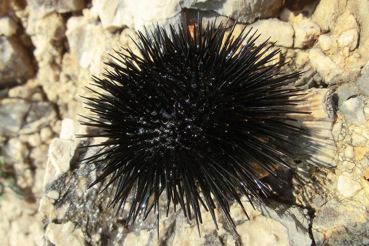 Kako da sami izvadite iglice morskog ježa