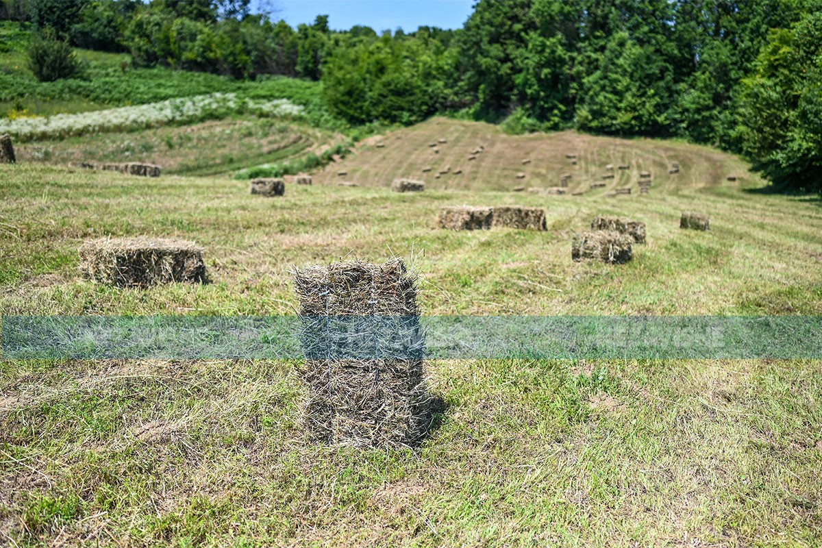 Hangari puni sijena u Hercegovini, u Semberiji ugrožen stočni fond
