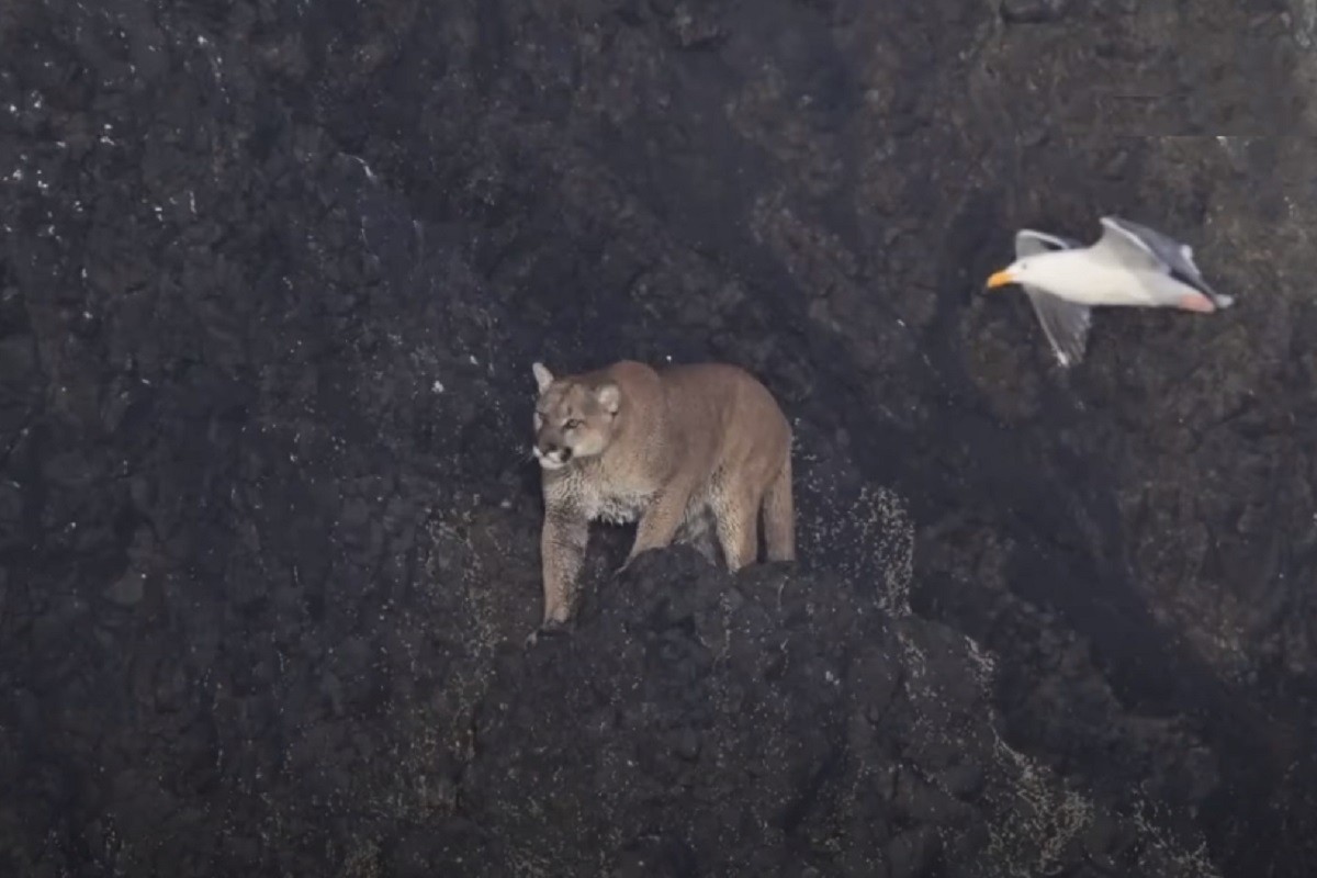 Plaža se zatvorila kada je puma poželjela da se sunča (VIDEO)
