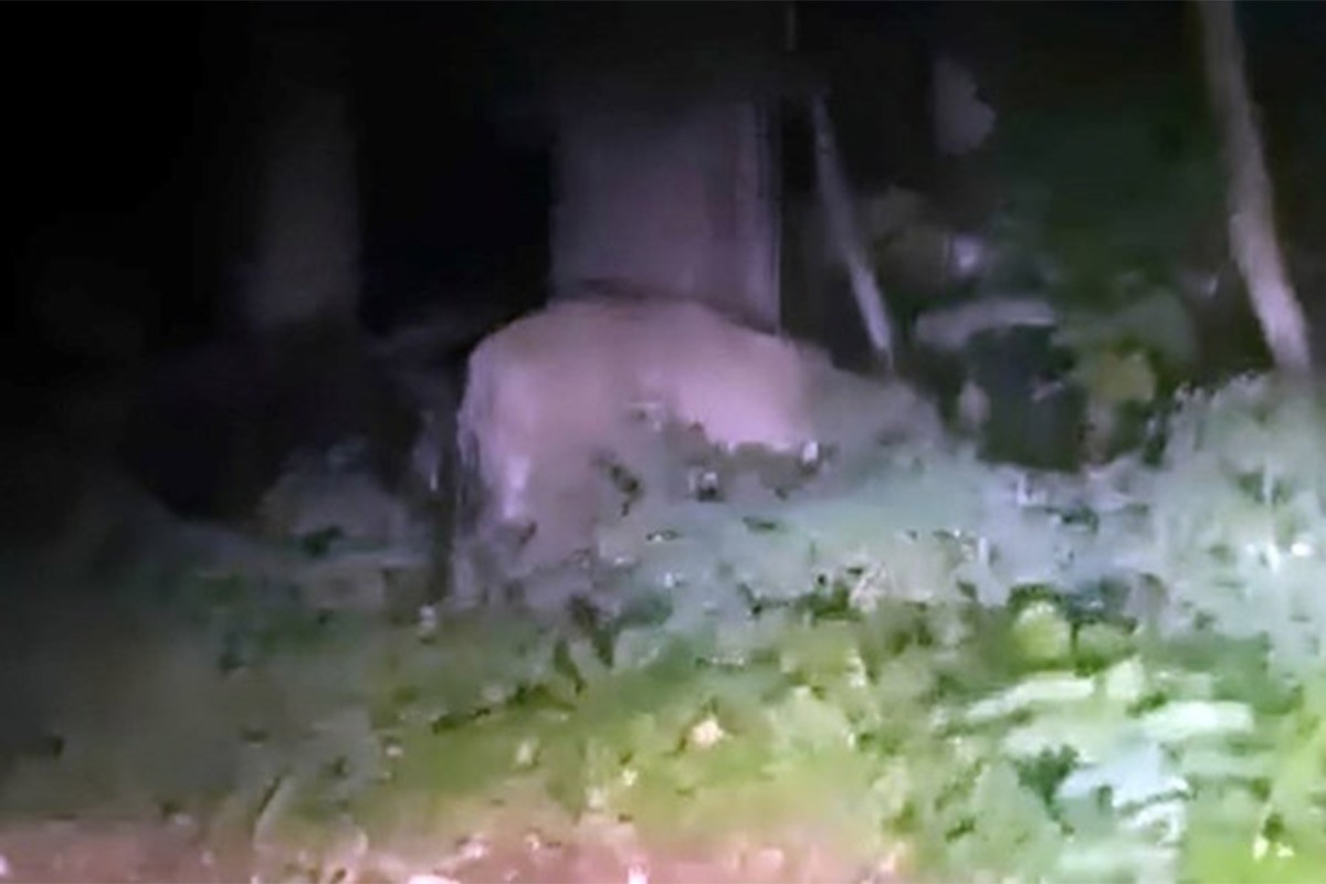 Lav luta ulicama Berlina, policija upozorila građane (VIDEO)