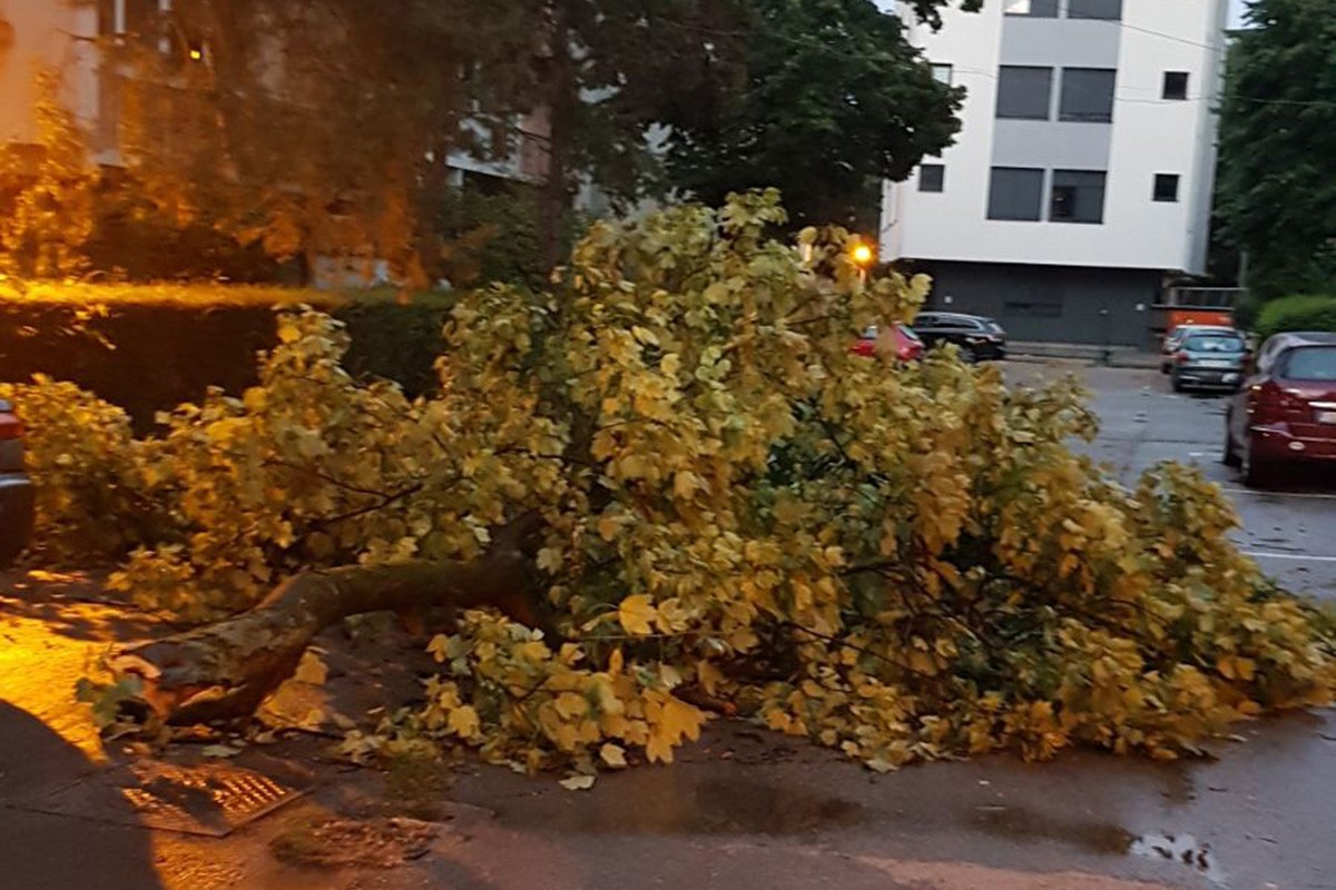 Civilnoj zaštiti u Banjaluci prijavljeno osam oborenih stabala