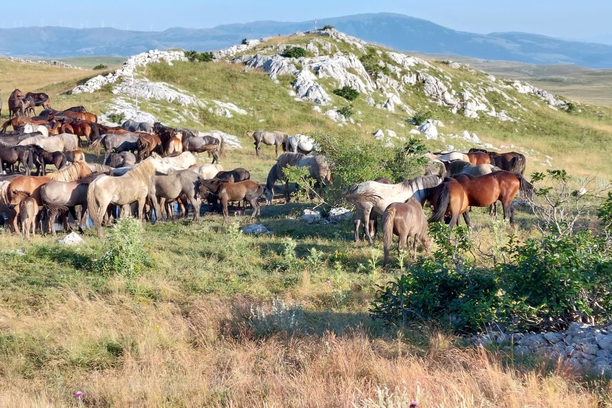 Livno i Bosansko Grahovo: Utočištu ptica, riba i divljih konja potrebna zaštita