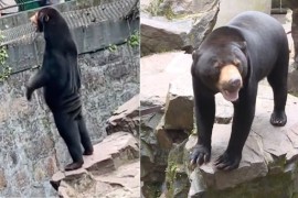 Optuženi da magarce prerušavaju u zebre (VIDEO)