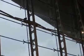 Misija hvatanja majmuna unutar aerodroma (VIDEO)
