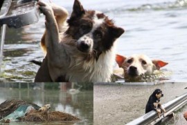 U slovenačkim poplavama izgubljene su brojne životinje, fotografije ...