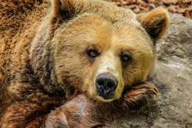 Pokrenuta istraga o odbjeglom medvjedu iz tovarnog prostora aviona