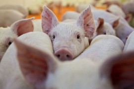 Od petka dozvoljeno pečenje prasadi na ražnju