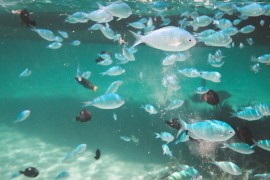 Upozorenje za turiste: Otrovna vrsta riba viđena na više lokacija u ...