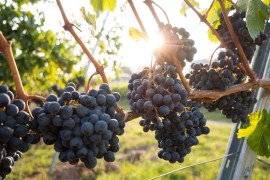 Vlada im daje 6.000 evra za hektar iskrčenog vinograda