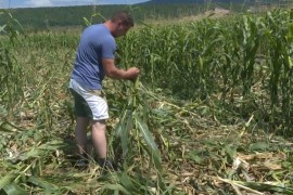 Svake godine isti problemi: Nedozreli kukuruz već na udaru divljih ...