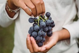 Italija odobrila izdavanje dozvola za 40.000 sezonskih radnika van EU