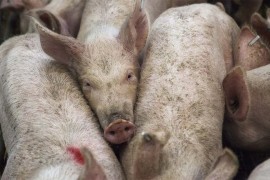 Vanredna situacija na području Požarevca zbog afričke kuge svinja