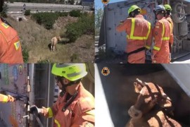 Vatrogasci hvatali bikove nakon prevrtanja kamiona (VIDEO)