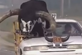 Vozio bika od 600 kilograma na suvozačevom mjestu (VIDEO)