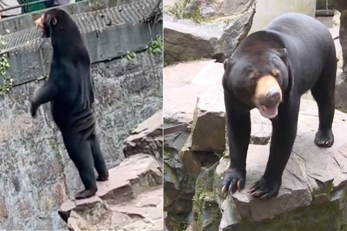 Optuženi da magarce prerušavaju u zebre (VIDEO)