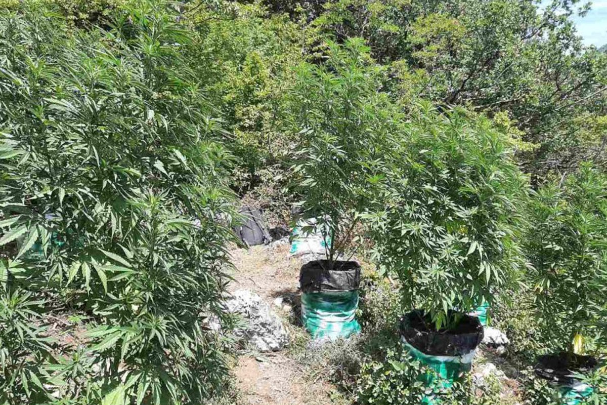 Pronađeno 160 stabljika kanabisa, uhapšene dvije osobe, za jednom se traga