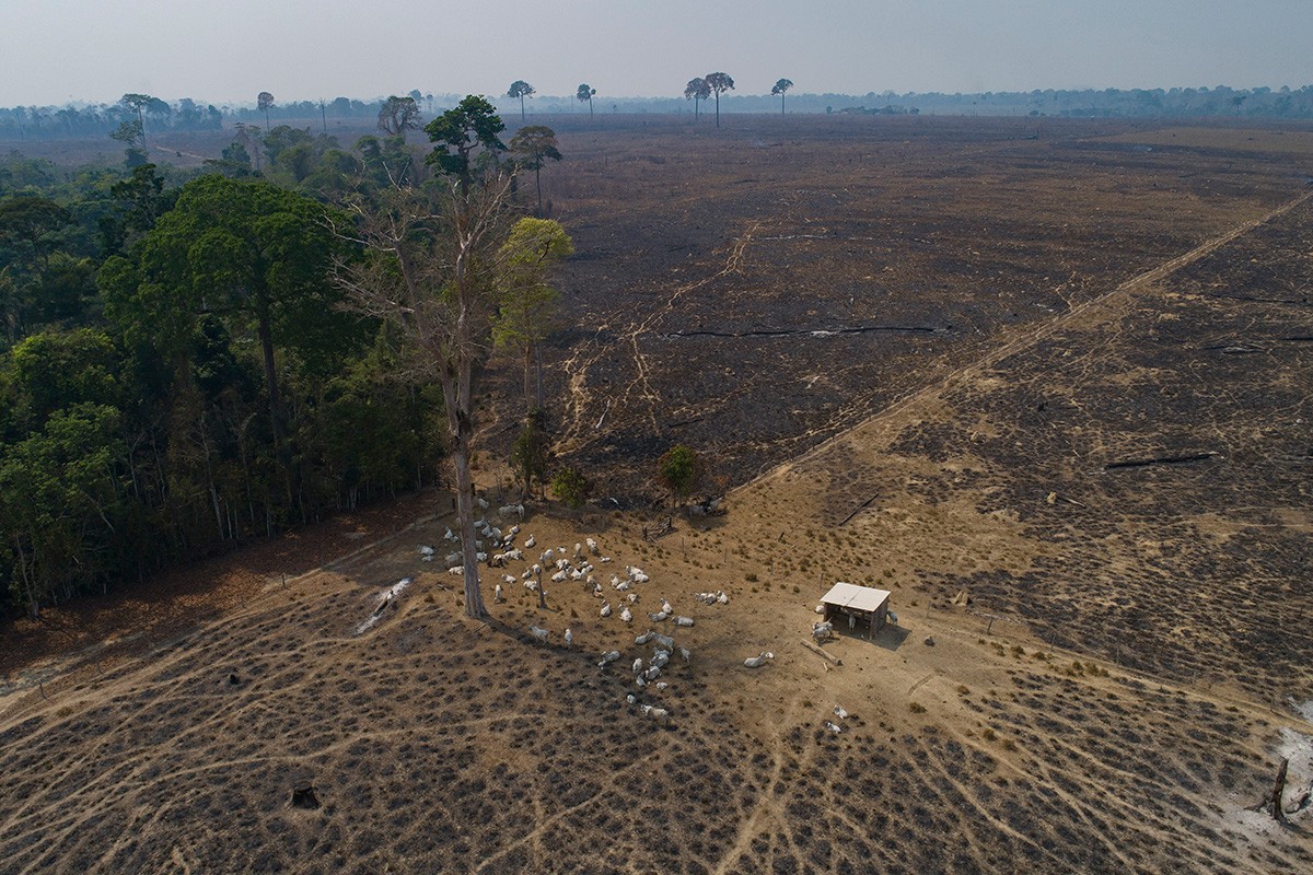 Stopa krčenja šuma u brazilskoj Amazoniji najniža u posljednjih šest godina