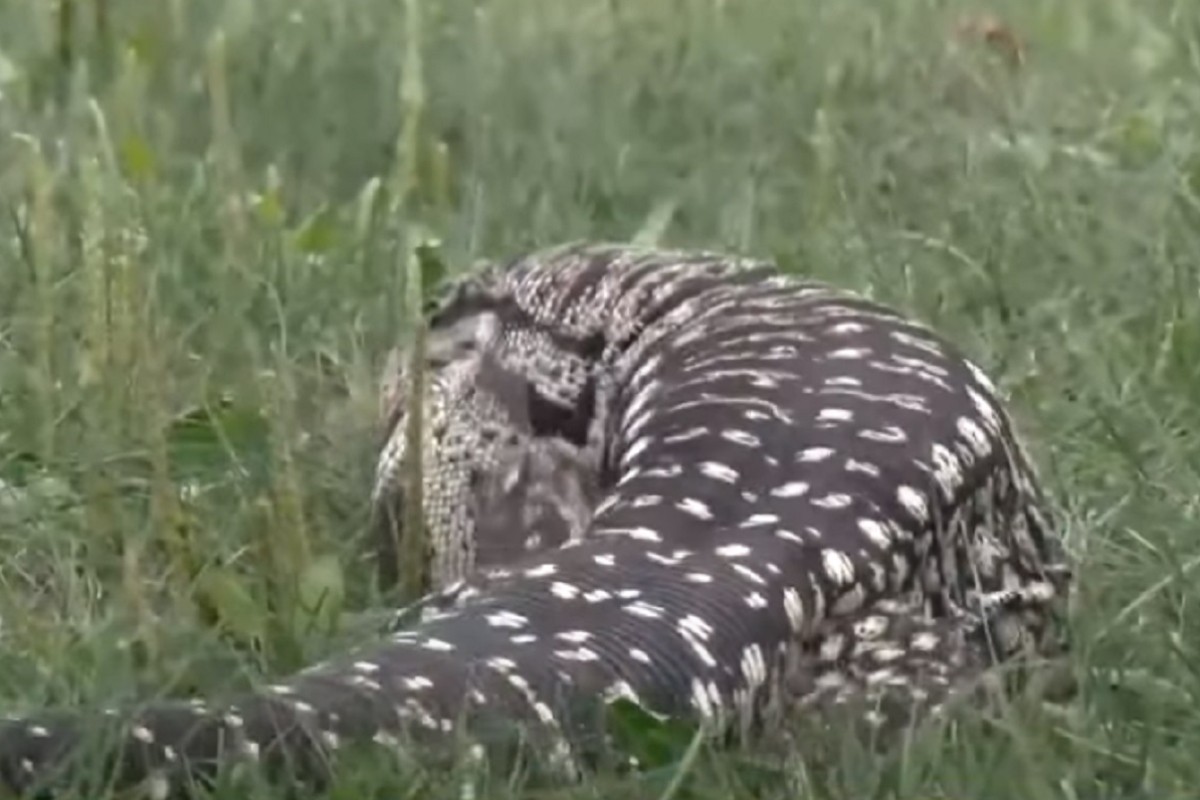Preko metar dugačak gušter lutao gradom (VIDEO)