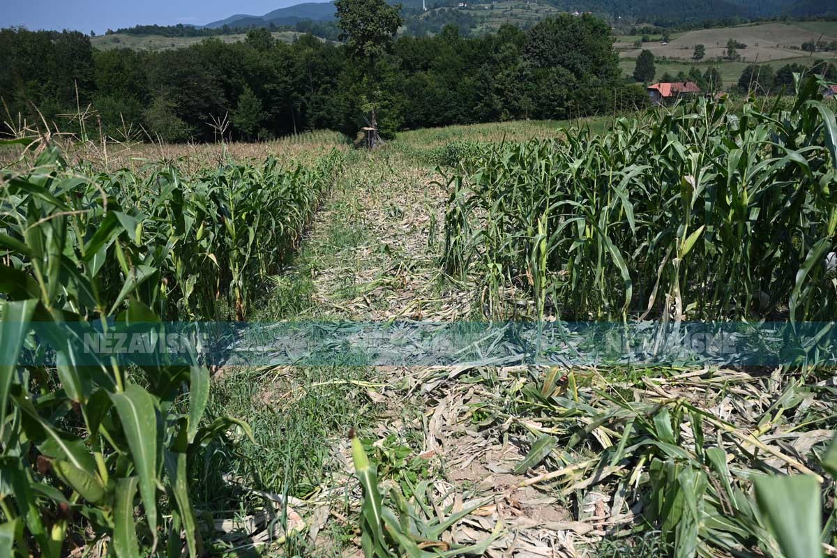 Divlje svinje uništavaju polja kukuruza u Maslovarama (FOTO, VIDEO)