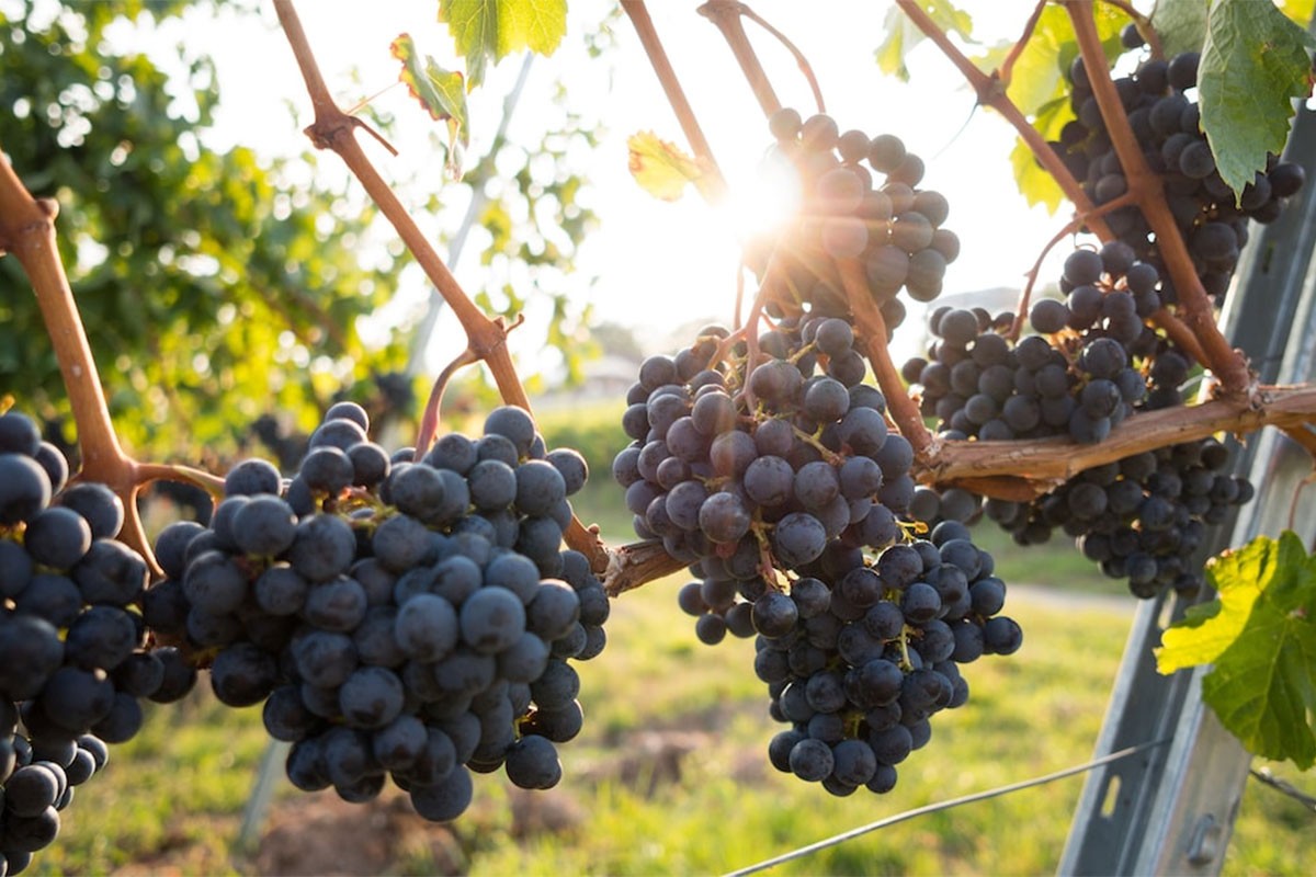 Vlada im daje 6.000 evra za hektar iskrčenog vinograda
