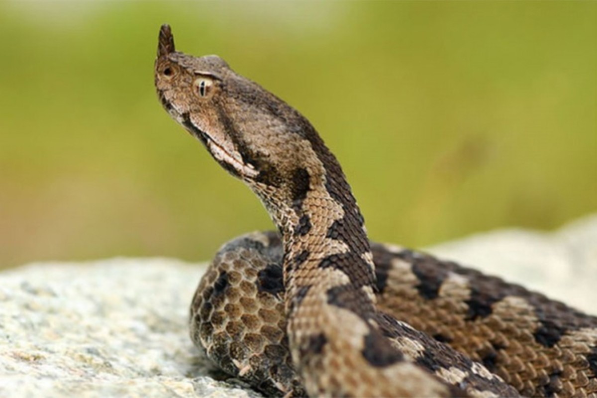 Poznato stanje dječaka nakon što ga je ugrizla zmija