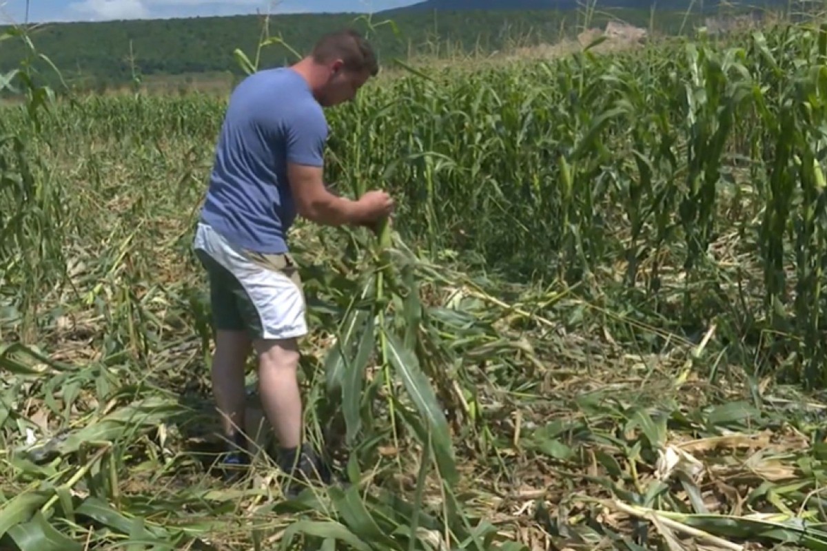 Svake godine isti problemi: Nedozreli kukuruz već na udaru divljih svinja