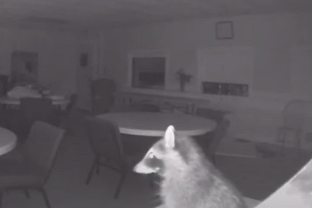 Rakunu ništa nije sveto, provalio u crkvu (VIDEO)