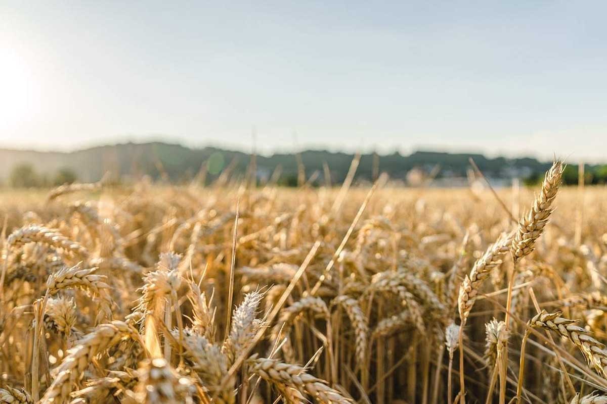 Mađarska će tražiti od EU da produži zabranu uvoza žita iz Ukrajine
