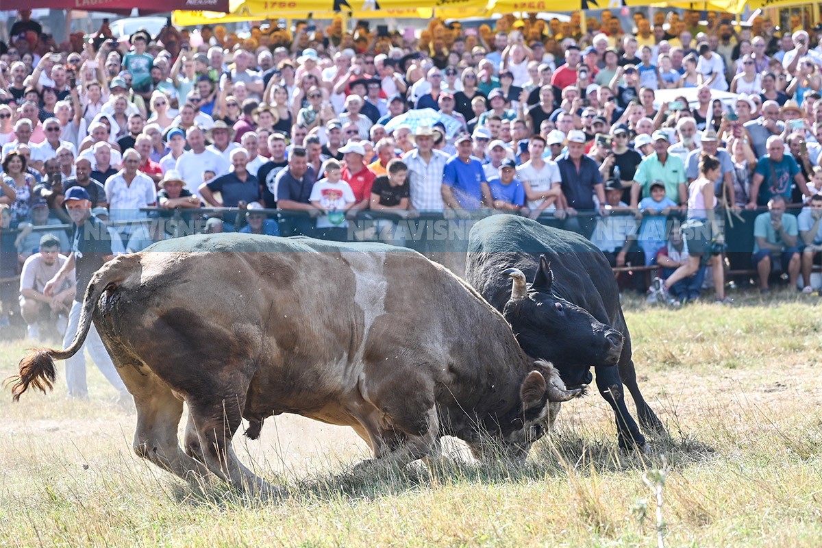 Jablan izgubio u finalu: Bikovi Mesi i Gareša pobijedili na Manjači