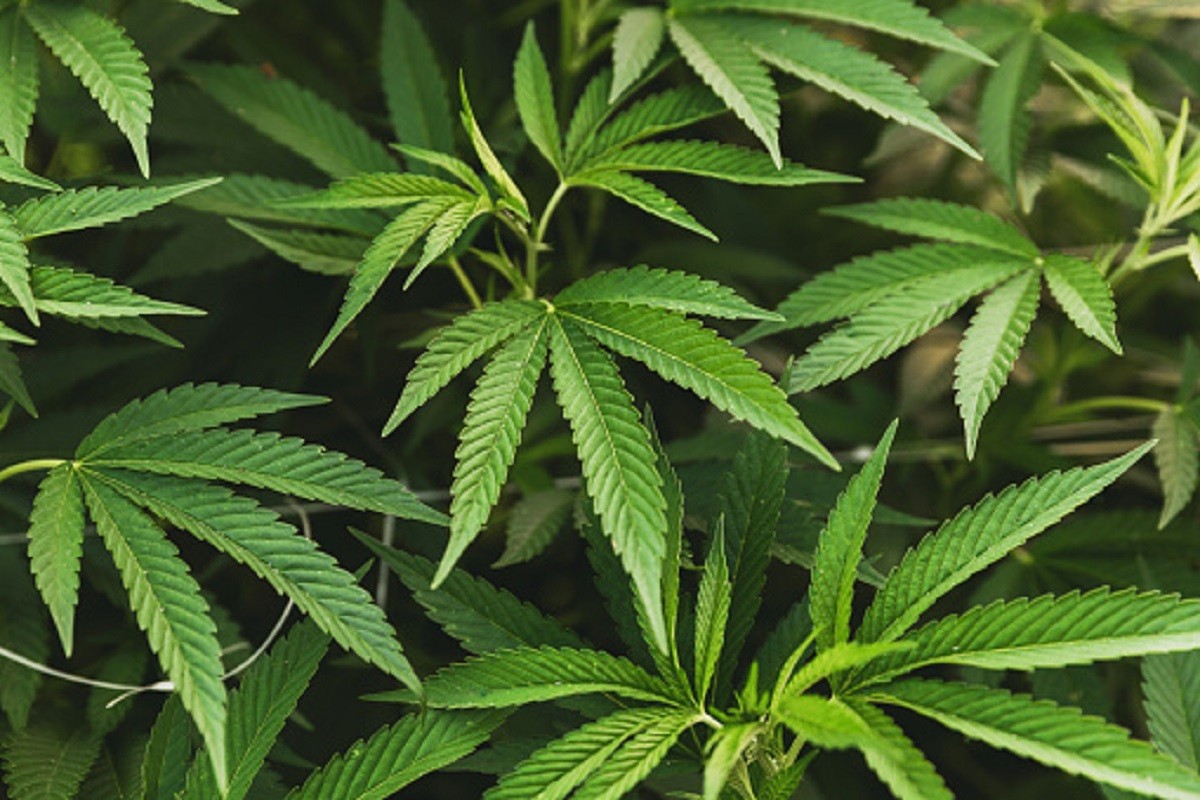 U bagremovoj šumi otkrivena plantaža marihuane