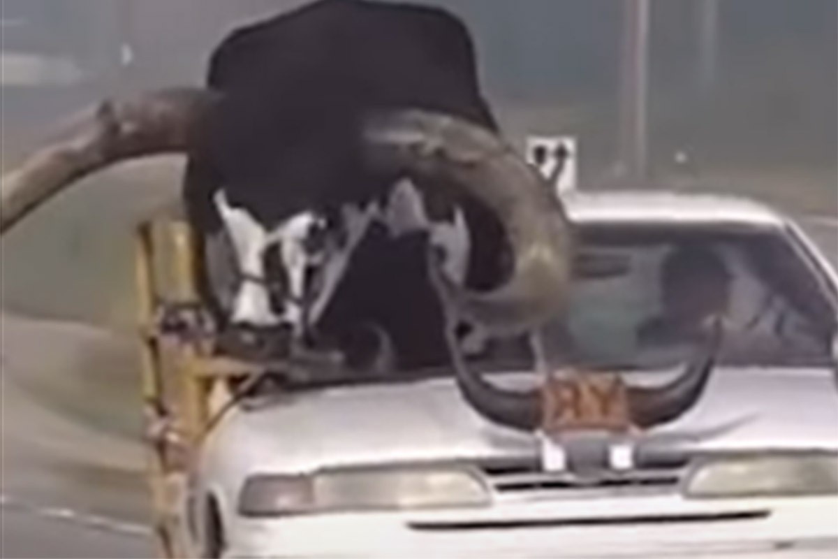 Vozio bika od 600 kilograma na suvozačevom mjestu (VIDEO)