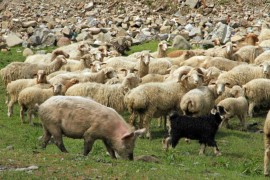 Šta će biti skuplje, jagnjad ili svinje?