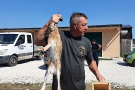 Lovište obogaćeno divljim zečevima