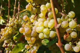 Vinogradari sačuvali zasade, čekaju berbu