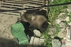 Medvjed ušetao u dvorište bivšeg poslanika: "Dođite kod mene, ali ...