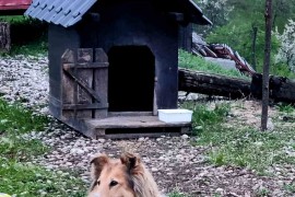 Azil na Manjači: Rekordna godina po broju udomljenih pasa