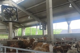 Farma u Derventi od milion maraka, krave s nanogicama, domaćin u ...